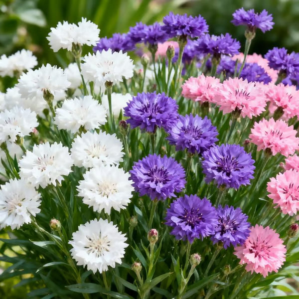 🌼 Premium Cornflower Seeds – The "Unstoppable" Wildflower That Grows Anywhere